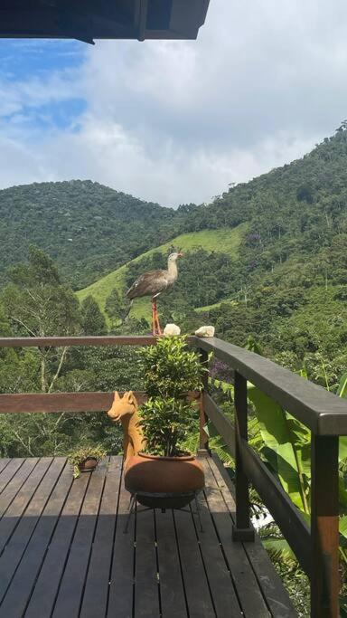 Sitio Com Piscina Natural E Cascata, Com Linda Vista Em Lumiar. Exterior foto
